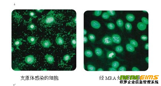 支原體去除試劑MRA具有強(qiáng)的抵制支原體活性，使用方便及作用濃度低，細(xì)胞毒性