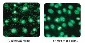 <b> 現(xiàn)貨促銷(xiāo)  支原體去除試劑（MRA）</b>