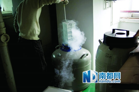 <p>    市二醫(yī)院，從患者血液中分離出的免疫細(xì)胞被存儲(chǔ)在液氮罐里。</p>
